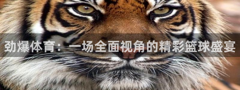劲爆体育：一场全面视角的精彩篮球盛宴