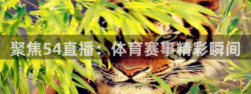 聚焦54直播：体育赛事精彩瞬间